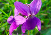 violette.jpg